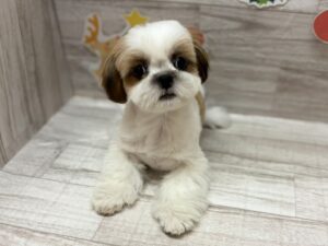 ①シーズー　￥206,800(税込)→￥195,800(税込)