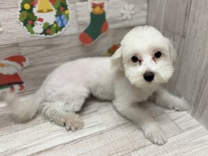 ⑥マルチーズ　￥261,800(税込)→￥66,000(税込)