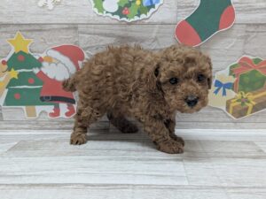 トイプードル　￥261,800(税込)→1/12まで￥173,800(税込)