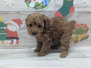 トイプードル　￥261,800(税込)→1/12まで￥173,800(税込)