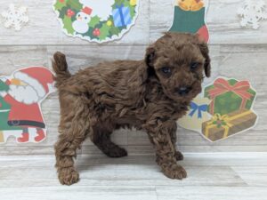 トイプードル　￥272,800(税込)→1/12まで￥195,800(税込)