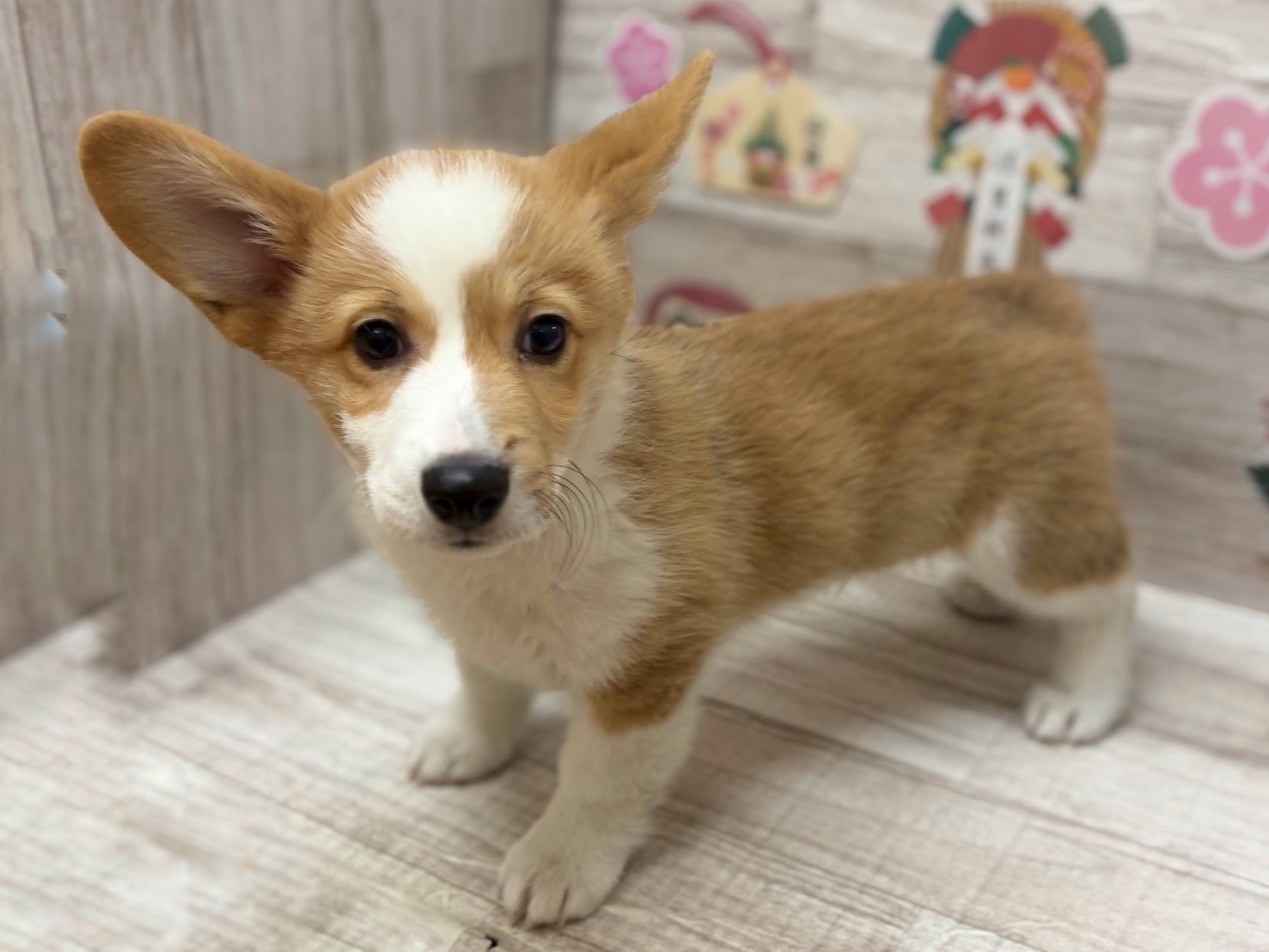 ③ウェルシュコーギーペンブローク