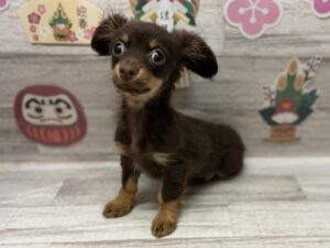 ④Mix(チワワ×ミニチュアダックスフンド)　￥250,800(税込)→1/12まで¥206,800(税込)