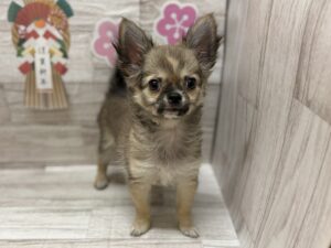 ②チワワ(ロング)　￥250,800(税込)→1/12まで¥184,800(税込)