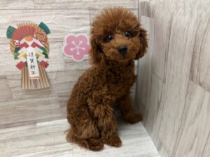 トイプードル　総額￥291,880(税込)→1/12まで￥180,000(税込)