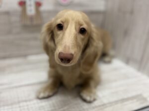 ➂ミニチュアダックスフンド　総額￥315,860(税込)→総額￥130,000(税込)