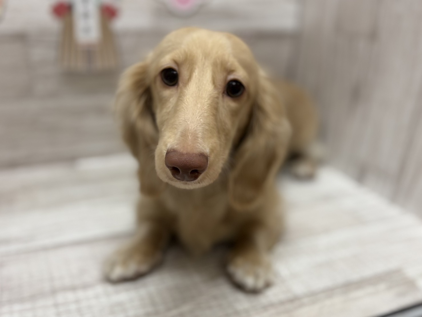 ➂ミニチュアダックスフンド