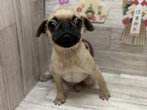 ②パグ　￥305,800(税込)→￥250,800(税込)