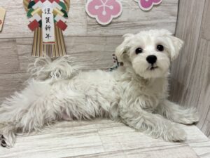 ⑦マルチーズ　￥239,800(税込)→￥173,800(税込)