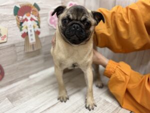 ④パグ　￥327,800(税込)→￥173,800(税込)