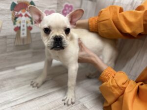 スコティッシュフォールド(折耳)alt=