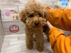 スコティッシュフォールド(折耳)alt=