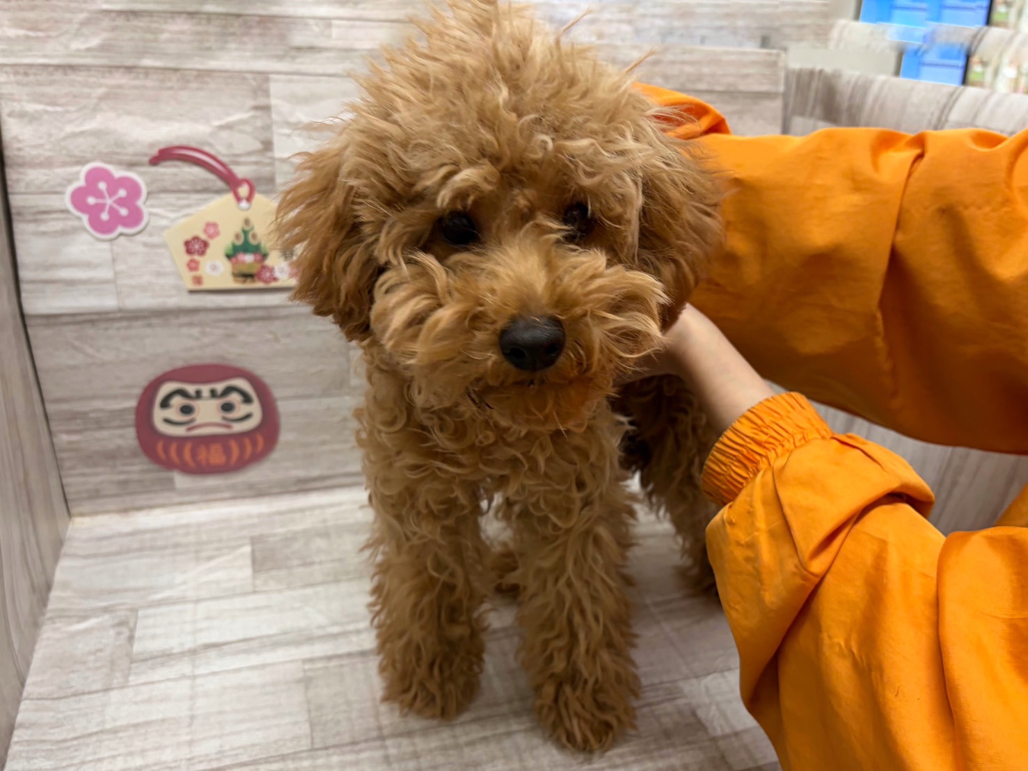 ②トイプードル