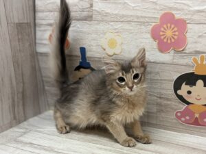 ①ソマリ　￥283,800(税込)