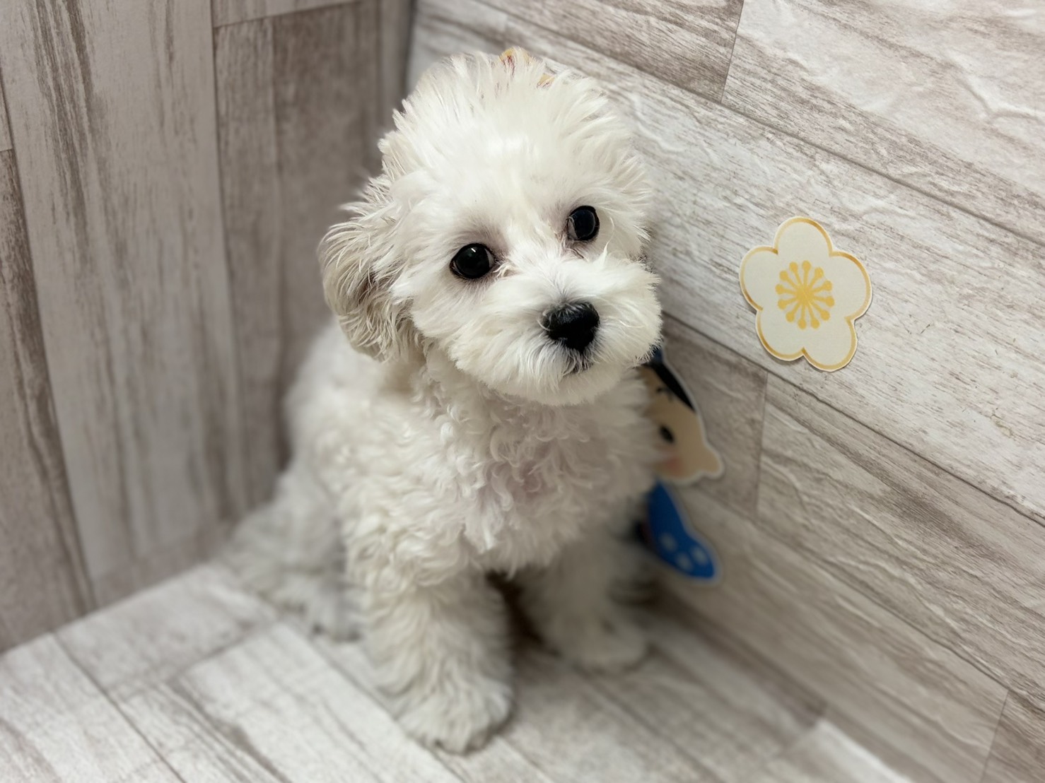 ⑤Mix(トイプードル×マルチーズ)