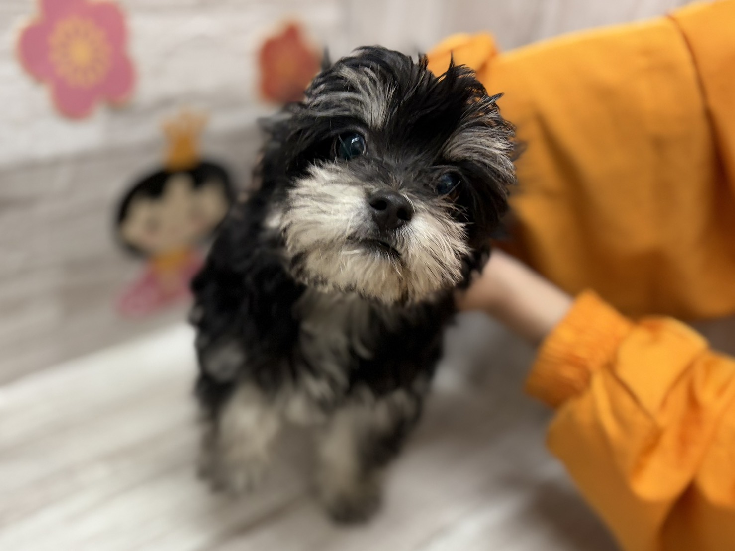 ⑦Mix(マルチーズ×チワワ)