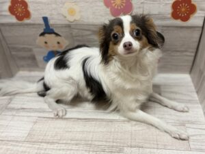 ⑤Mix(チワワ×ポメラニアン)　￥217,800(税込)→￥96,800(税込)