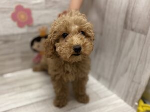 トイプードル　￥261,800(税込)→￥184,800(税込)