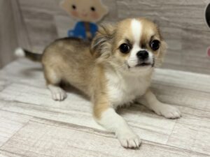 ⑤チワワ(ロング)　￥250,800(税込)→￥195,800(税込)