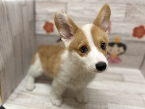 ⑥ウェルシュコーギーペンブローク　￥404,800(税込)→￥261,800(税込)