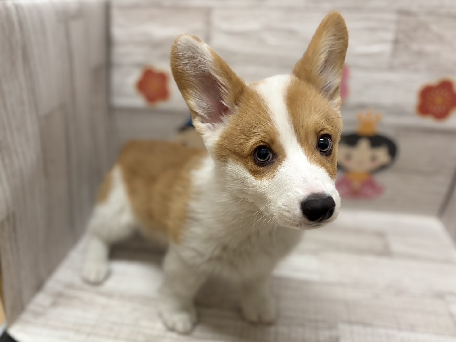 ⑥ウェルシュコーギーペンブローク