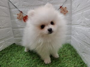 ポメラニアン　￥328,900(税込→12/30まで￥295,900(税込))