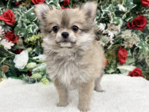 MIX(父チワワ×母ポメラニアン)￥295,900(税込)→12/12～12/30まで￥262,900(税込)