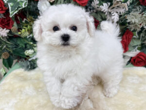 ⑤ビションフリーゼ￥394,900(税込)→12/12～12/30まで￥361,900(税込)