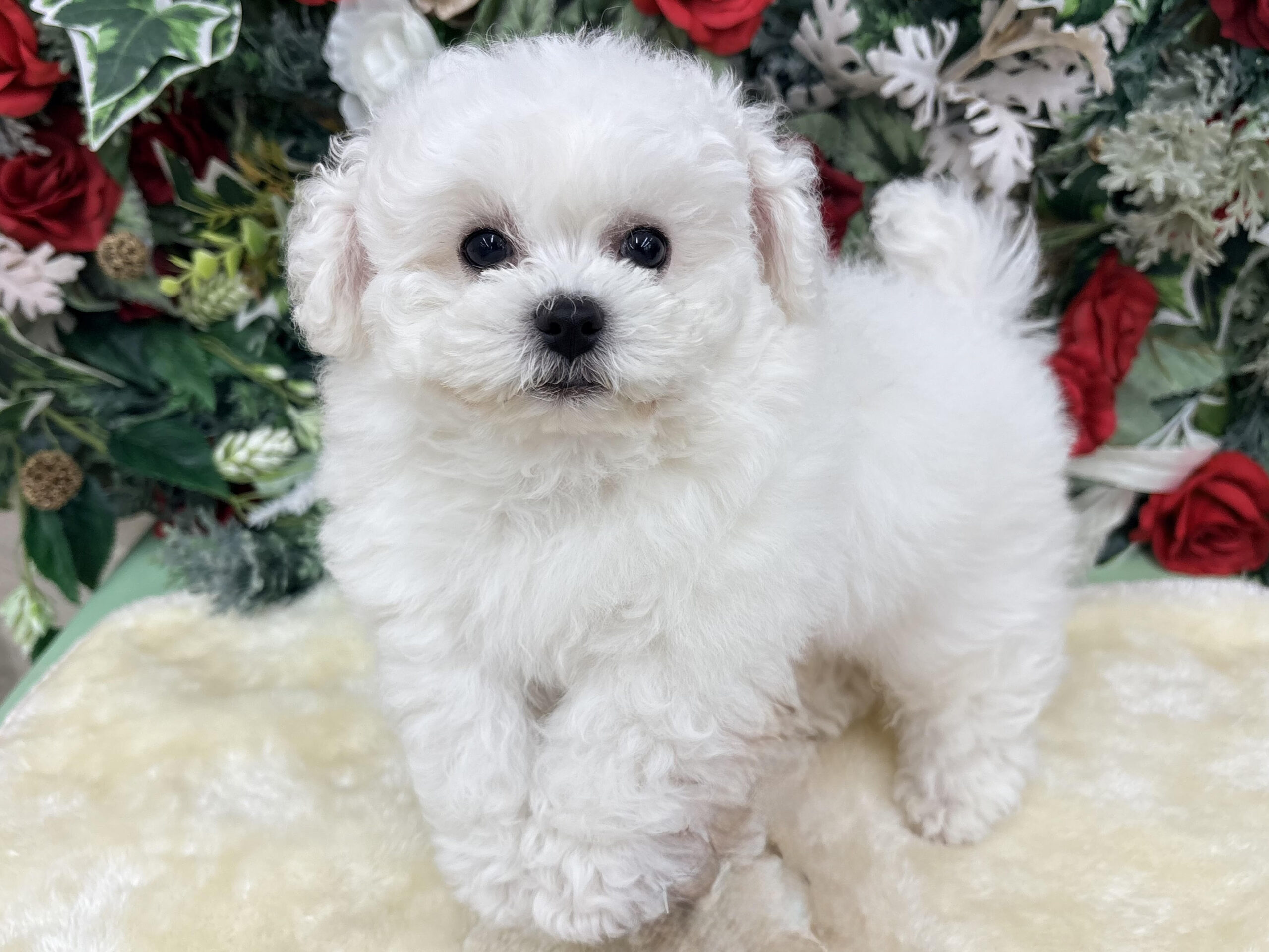 ⑤ビションフリーゼ