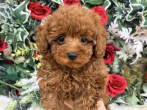 ⑩トイプードル￥361,900(税込)→12/12～12/30まで￥328,900(税込)