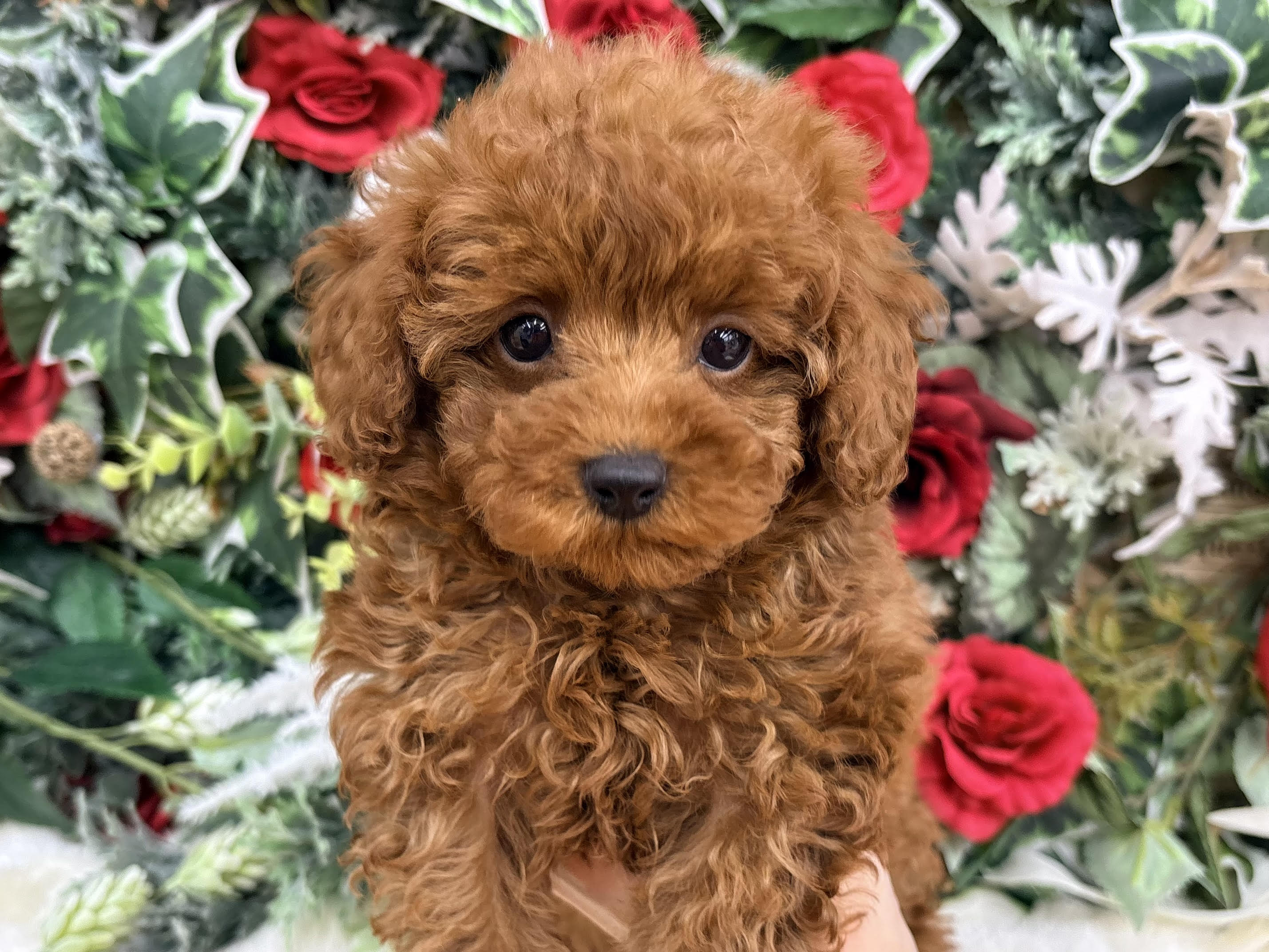 ⑩トイプードル