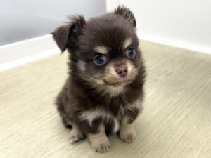 ⑧トイプードルalt=