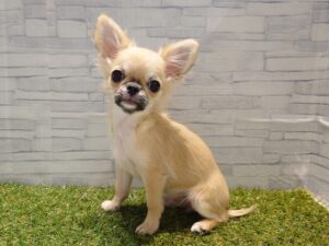 ①チワワ(ロング)　￥218,900(税込)→12/30迄￥185,900(税込)