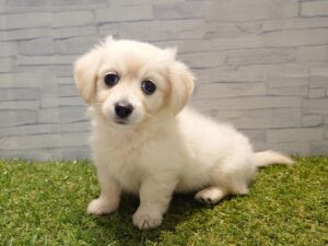 ⑤MIX(父ミニチュアダックス(ロング)×母チワワ(ロング))￥240,900(税込)→12/30まで￥207,900(税込)