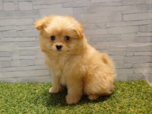 ⑨MIX(父ポメラニアン×母トイプードル)￥317,900(税込)→12/30迄￥284,900(税込)