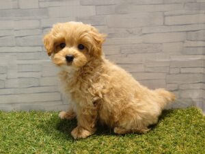 ④MIX(父マルチーズ×母トイプードル)￥262,900(税込)→12/30迄￥229,900(税込)