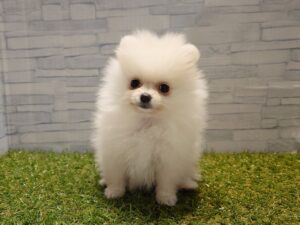 ⑥ポメラニアン￥317,900(税込)→￥284,900(税込)