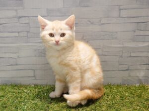 スコティッシュフォールド(立耳)￥240,900(税込)→12/30迄￥207,900(税込)