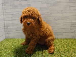 トイプードル　￥196,900(税込)→12/30迄￥163,900(税込)