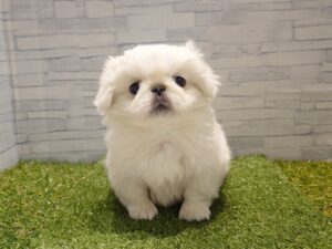 ④ペキニーズ￥295,900(税込)→12/30迄￥262,900(税込)