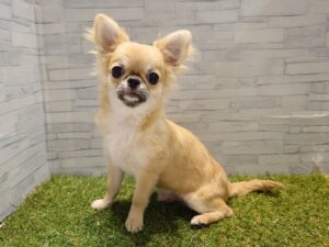 ①チワワ(ロング)　￥141,900(税込)→安心パック代等込み￥110,000(税込)