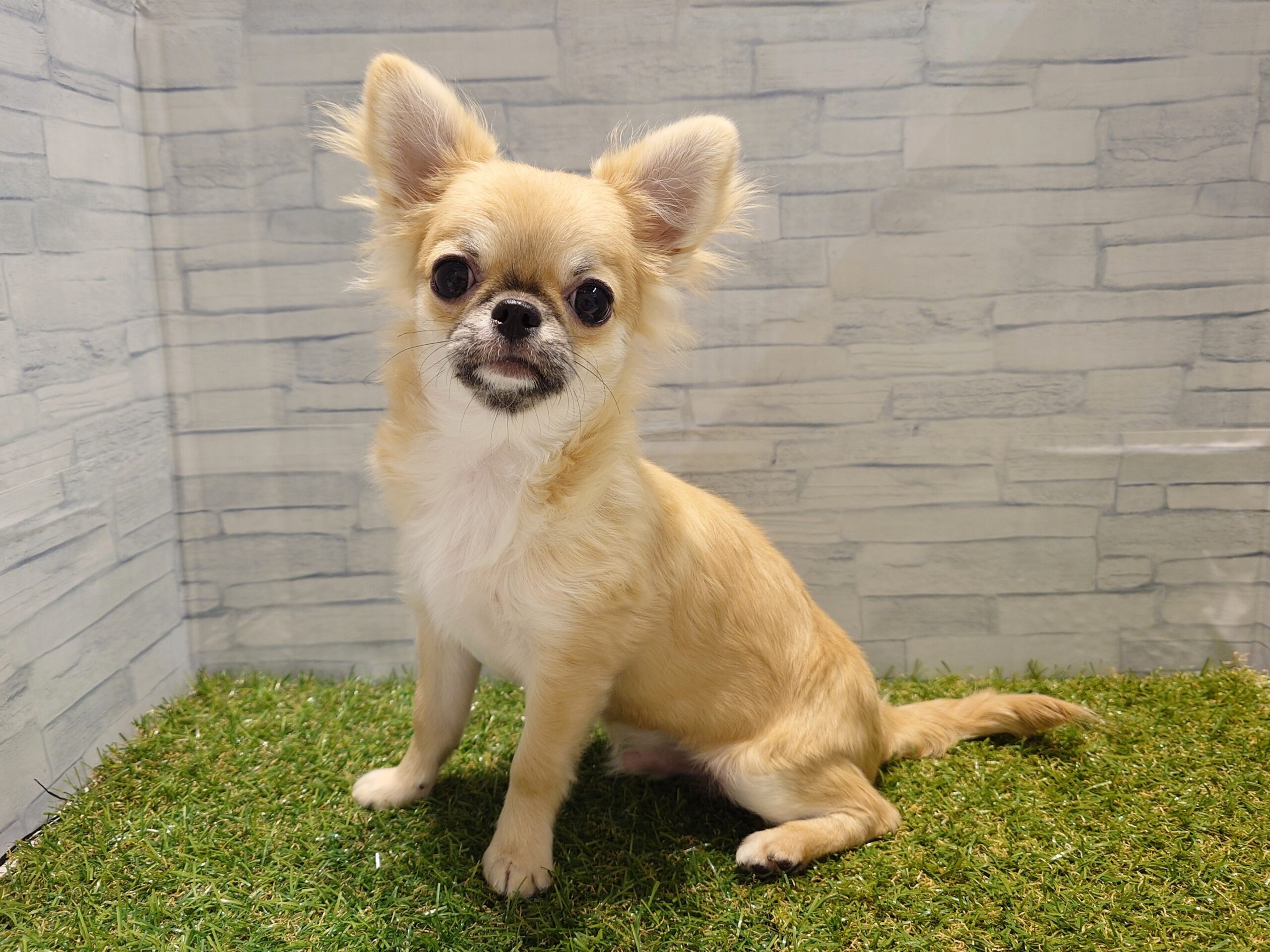 ①チワワ(ロング)