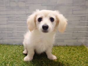 ⑤MIX(父ミニチュアダックス(ロング)×母チワワ(ロング))￥152,900(税込)