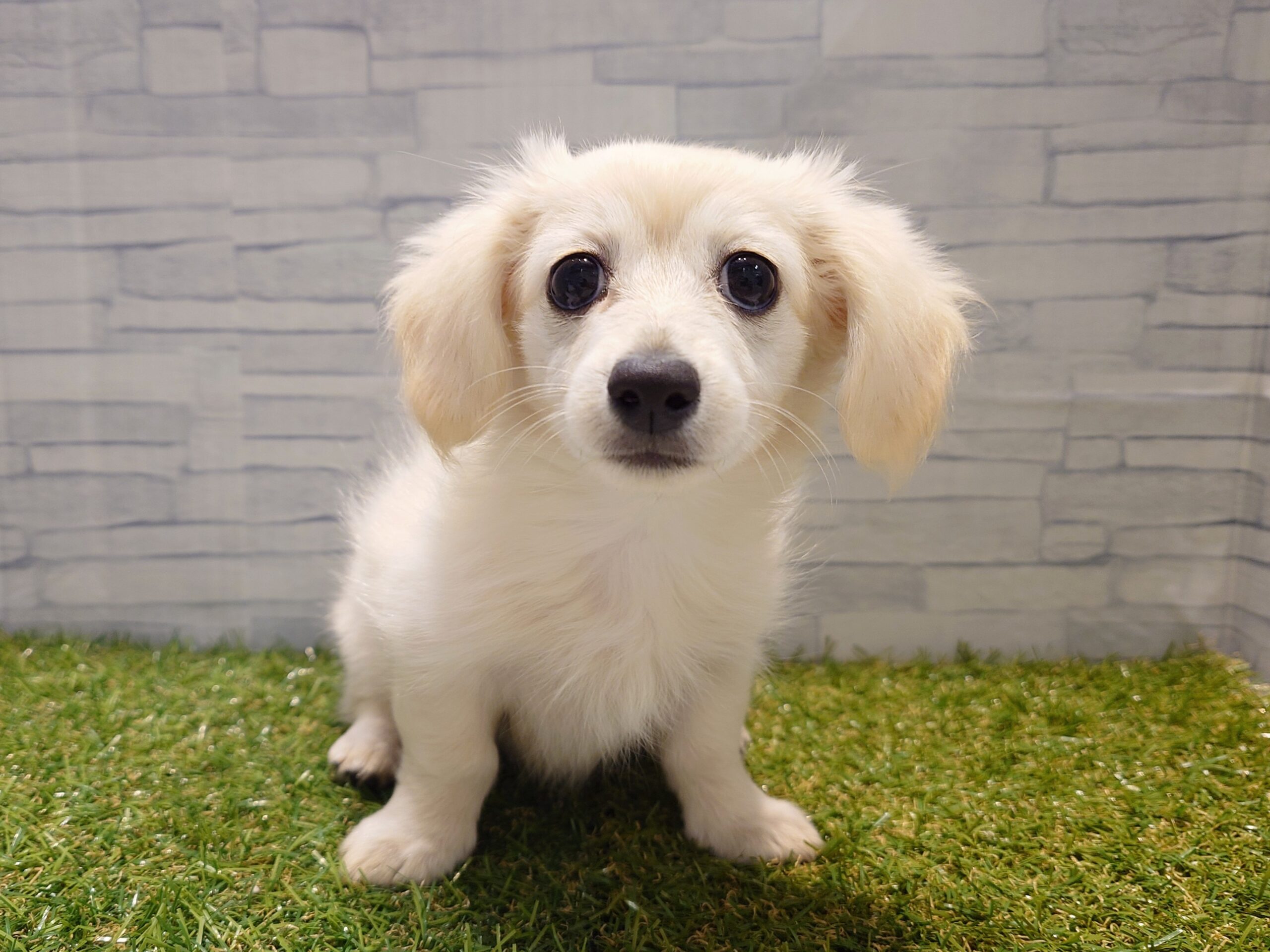 ⑤MIX(父ミニチュアダックス(ロング)×母チワワ(ロング))