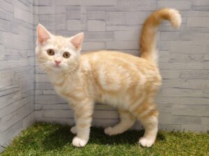 スコティッシュフォールド(立耳)￥207,900(税込)