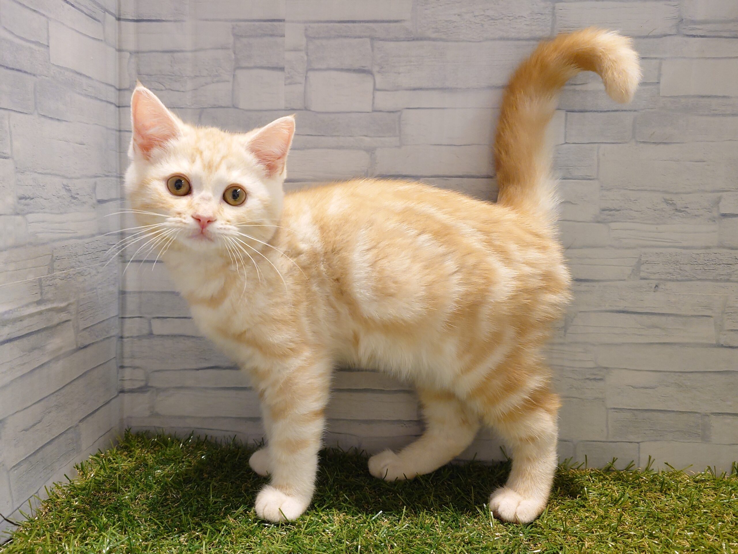 スコティッシュフォールド(立耳)