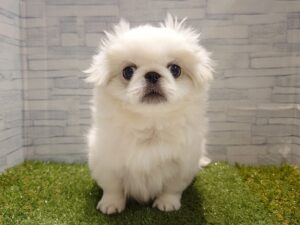 ④ペキニーズ￥185,900(税込)