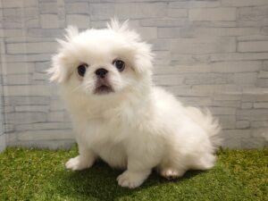 ④ペキニーズ￥185,900(税込)