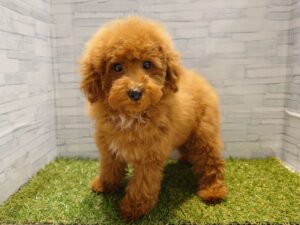 ⑤Mix(マルチーズ×トイプードル)alt=