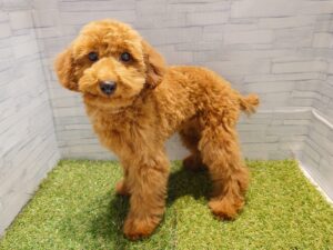 トイプードル　￥119,900(税込)→3/12迄￥97,900（税込）